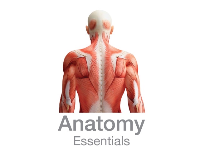 Anatomy Essentials